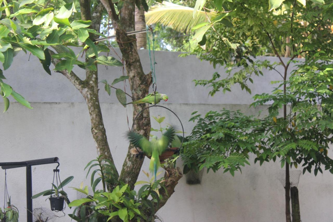 Palm Garden Guest House Galle Buitenkant foto